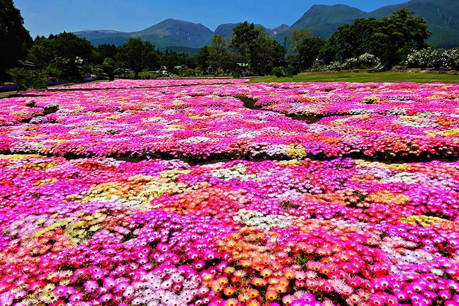 くじゅう花公園 | 【公式】ときリゾート由布院別邸｜大分県由布市のプライベートリゾートヴィラ